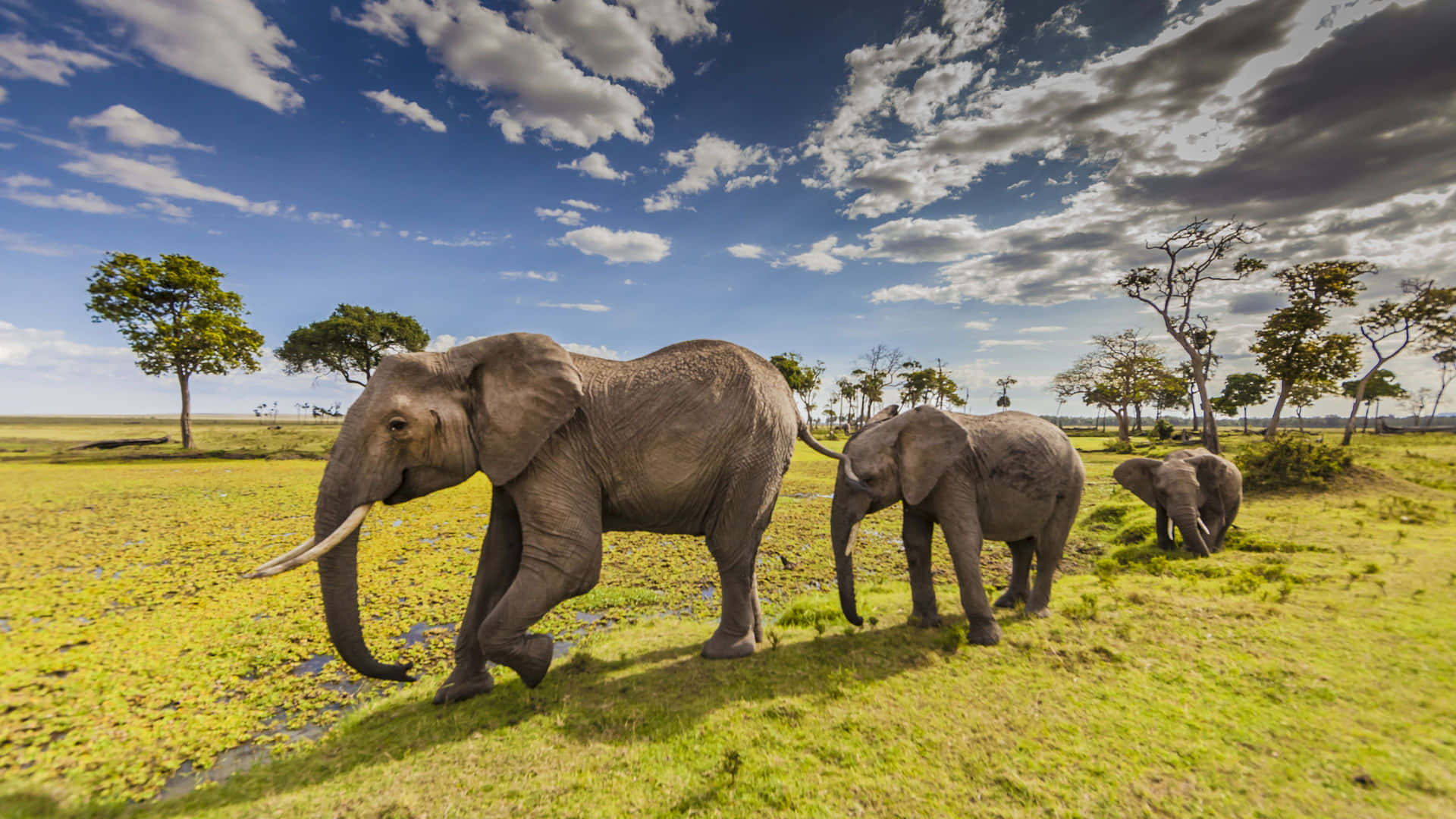 Majestic Elephants Roaming In Masai Mara National Reserve Background