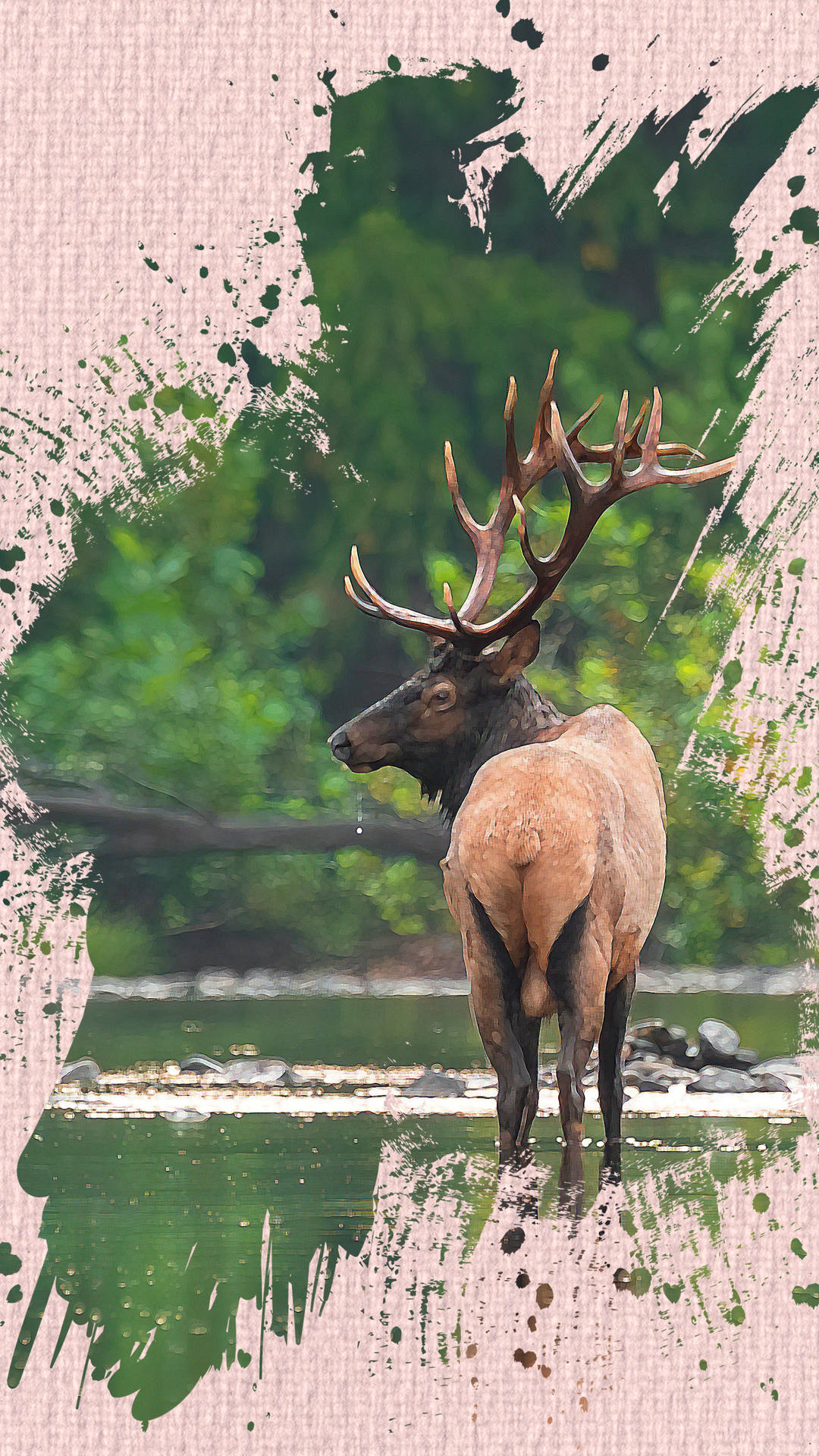 Majestic Elk Standing Near Water4 K U H D Background