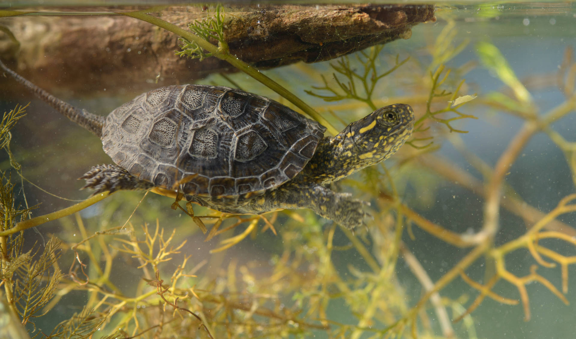 Majestic European Pond Water Turtle In Natural Habitat Background