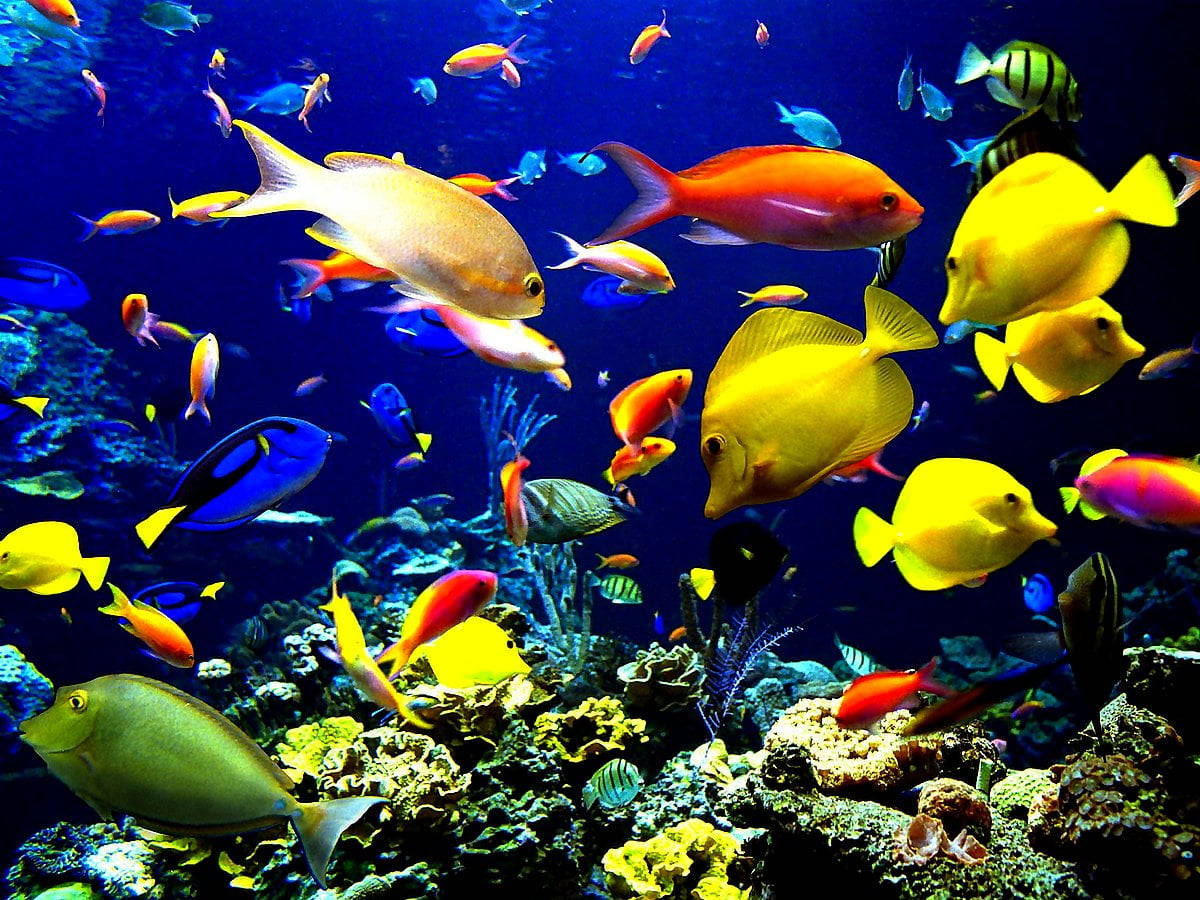 Majestic Fish In High Definition Background