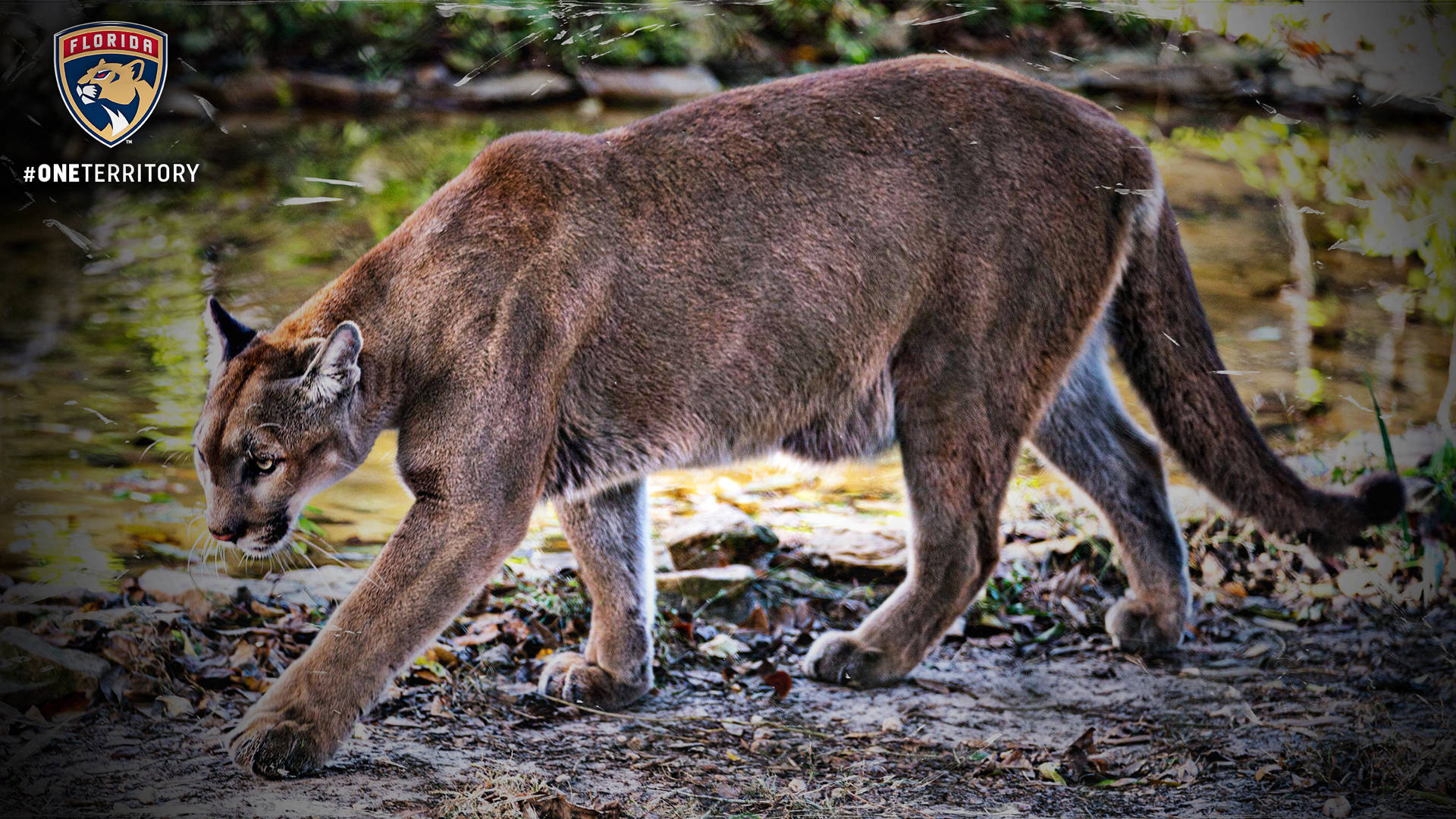 Majestic Florida Panther Roaming Through Natural Habitat