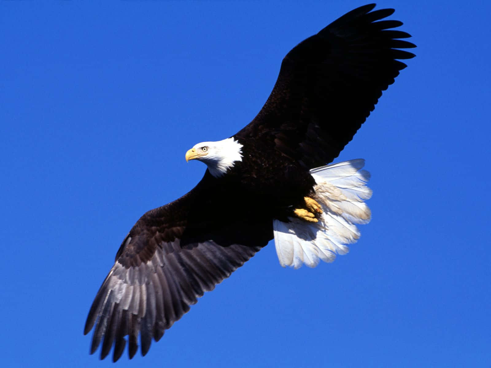 Majestic Flying Eagle Background