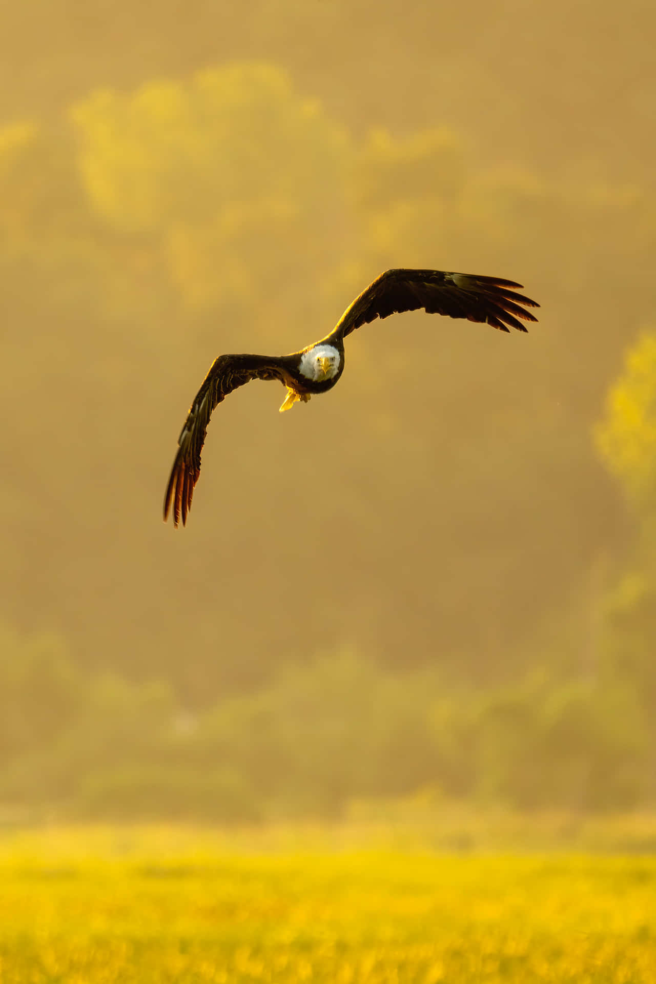 Majestic Flying Eagle Soaring High In The Sky Background