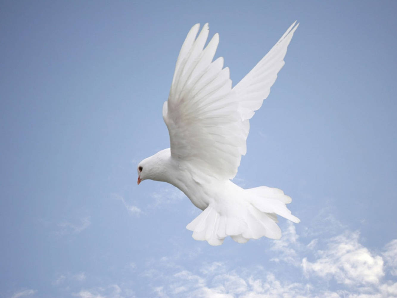 Majestic Flying White Dove Bird Background