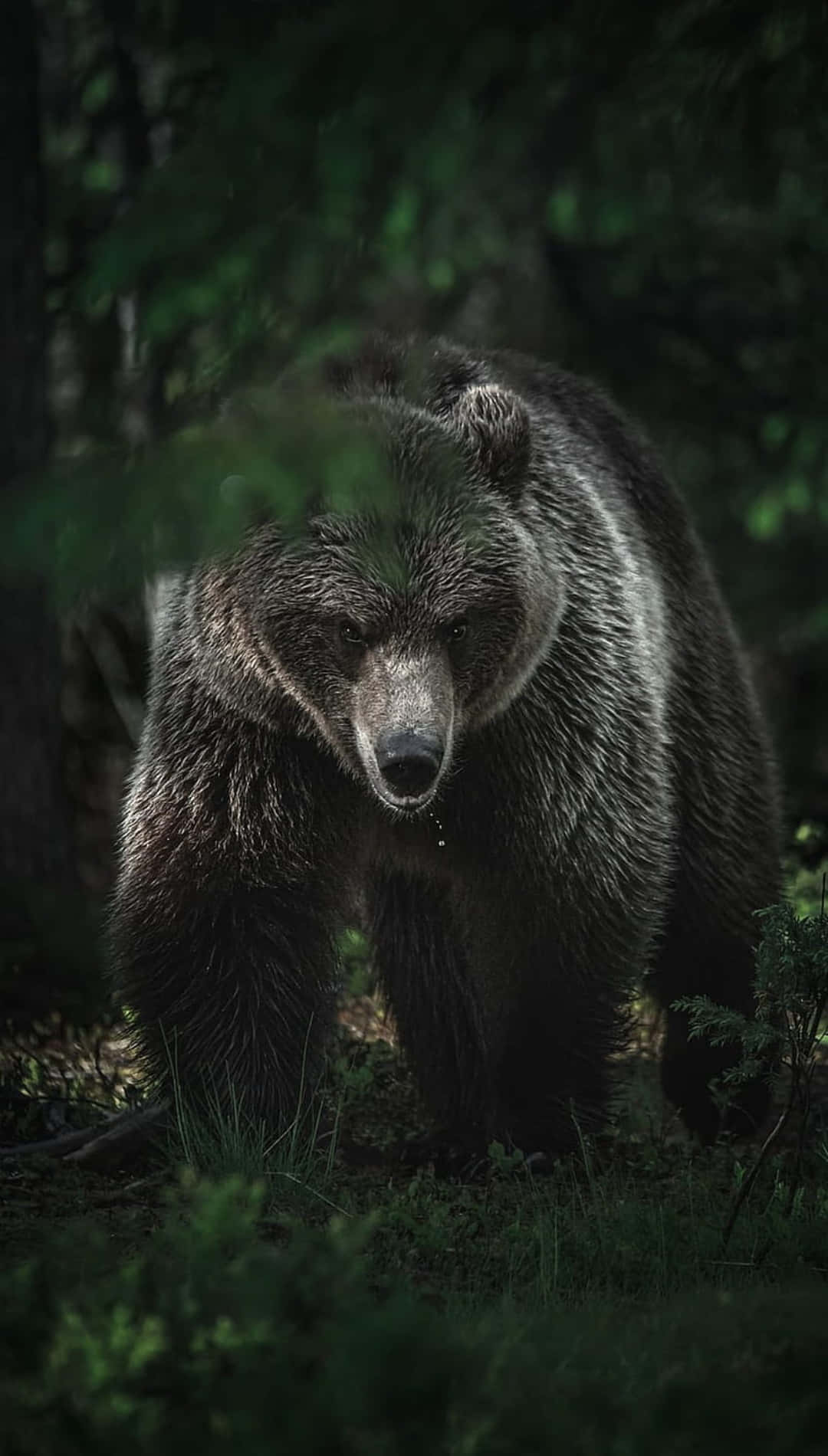 Majestic_ Forest_ Bear Background