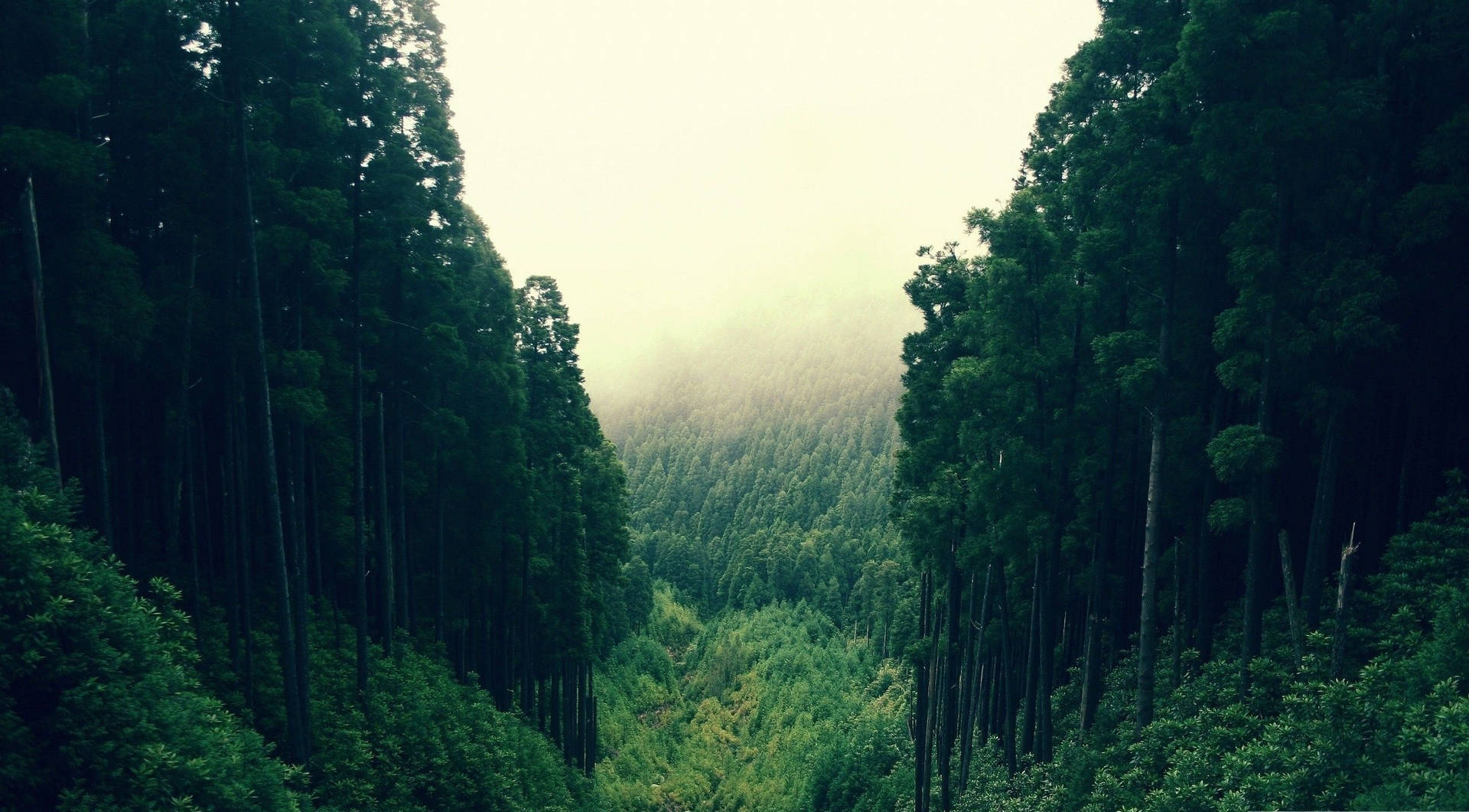 Majestic Forest View Background