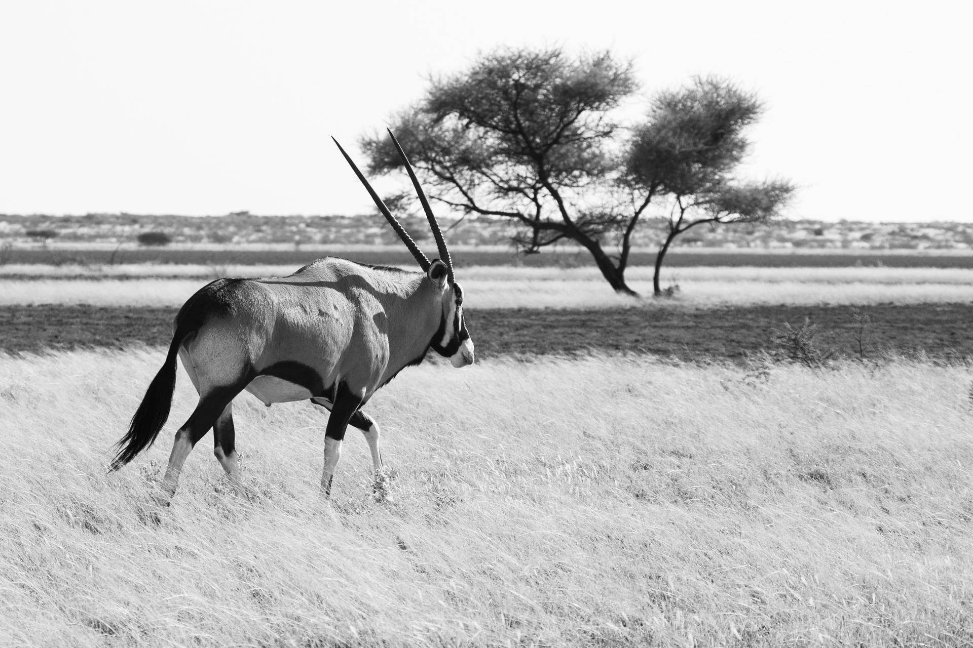 Majestic Gemsbok In The Wild Of Botswana Background