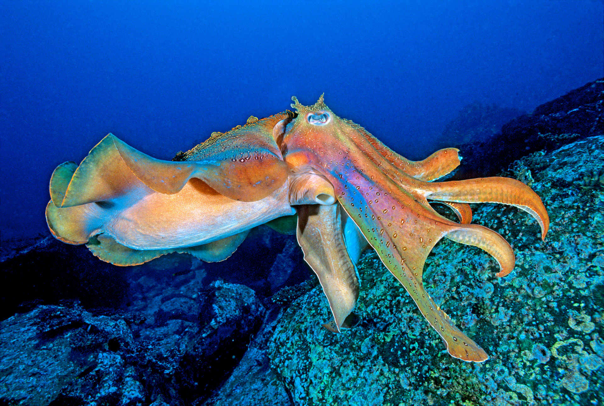 Majestic Giant Cuttlefish Swimming In The Deep Blue Ocean