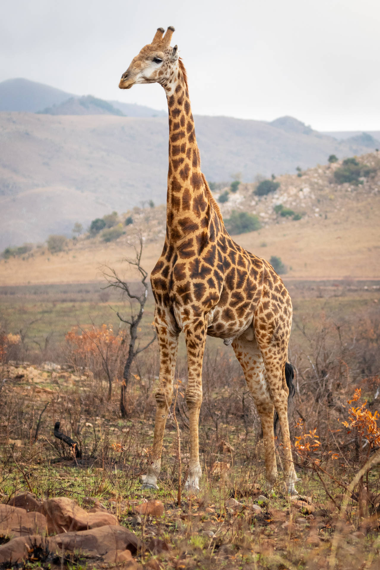 Majestic Giraffe Wild Animal Background