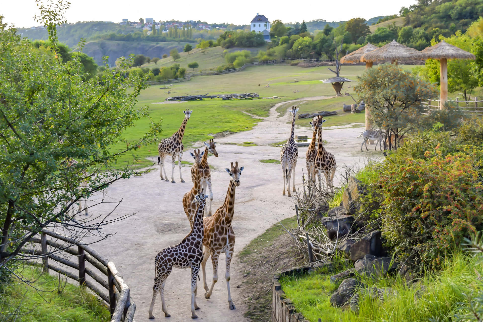 Majestic Giraffes At The Prague Zoo Background