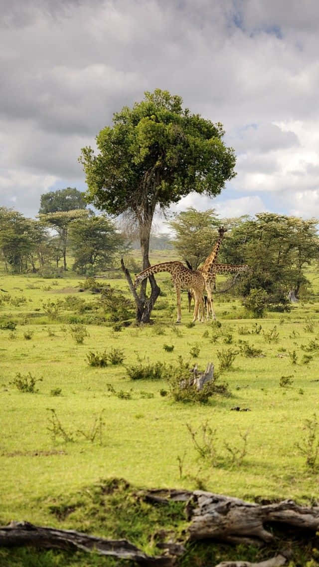 Majestic Giraffes Roaming In Masai Mara National Reserve Background