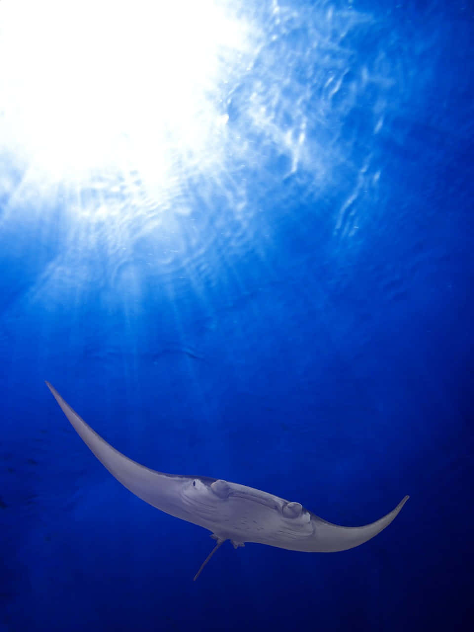 Majestic Glide Of A Manta Ray Background