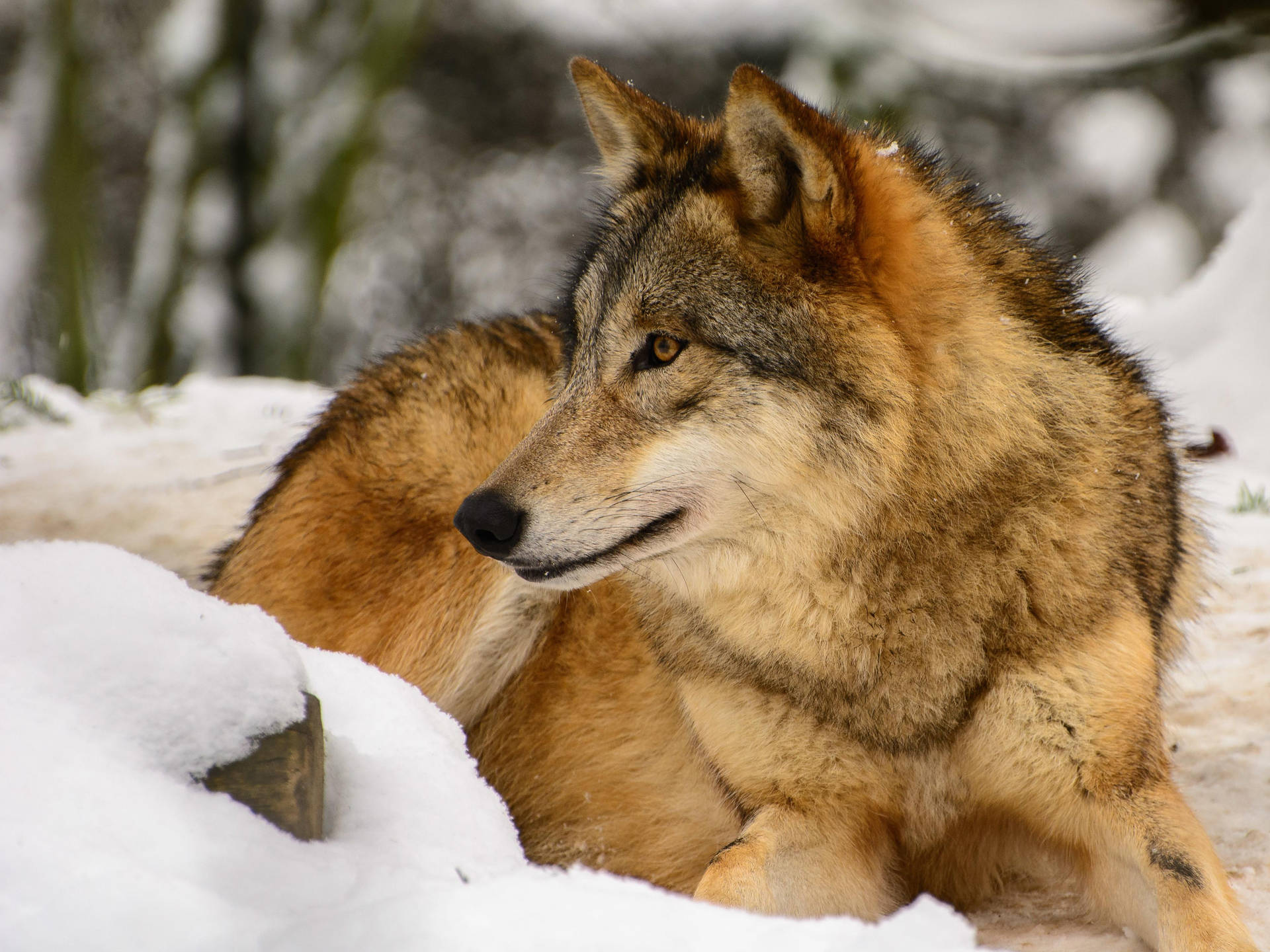 Majestic Golden Brown Wolf In 4k Ultra Hd Background