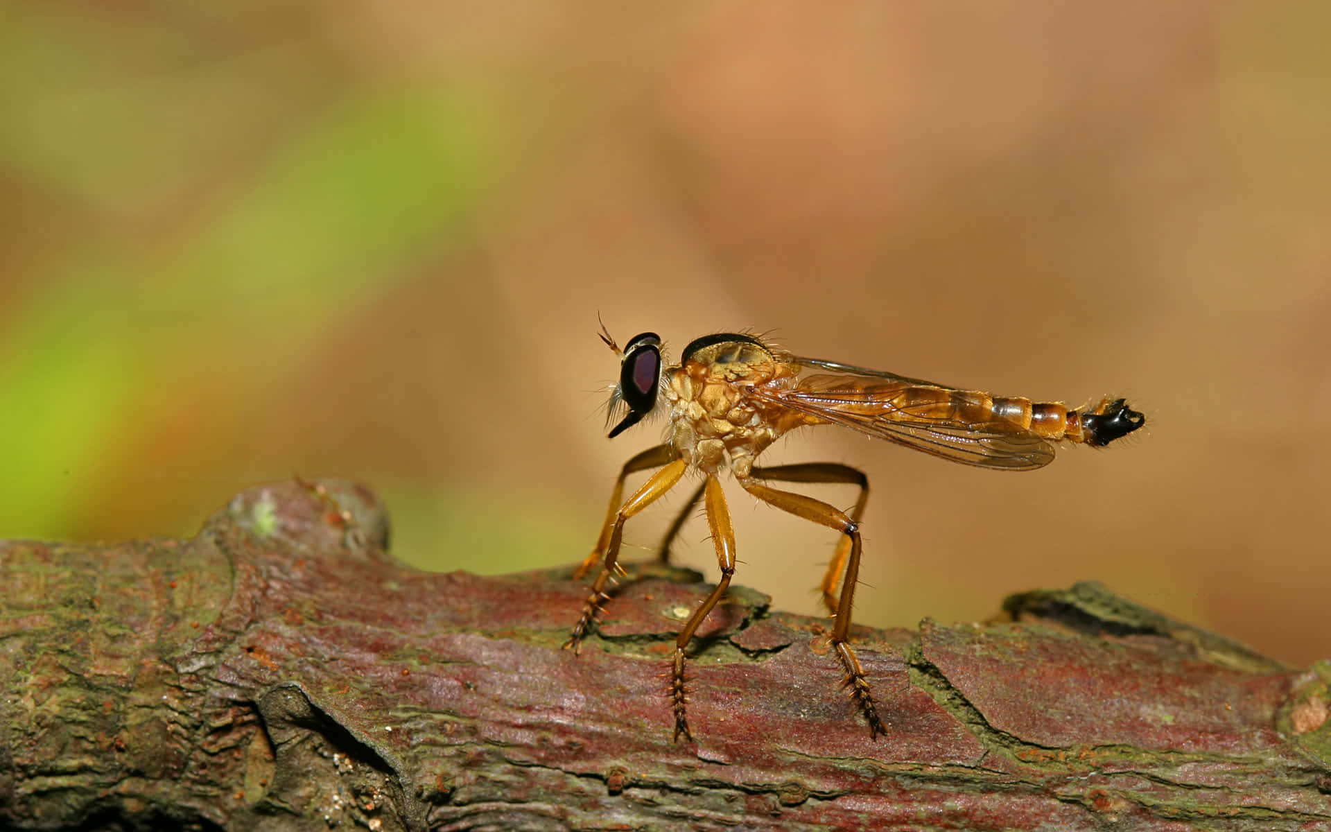 Majestic Golden Insects - Neomochtherus Background