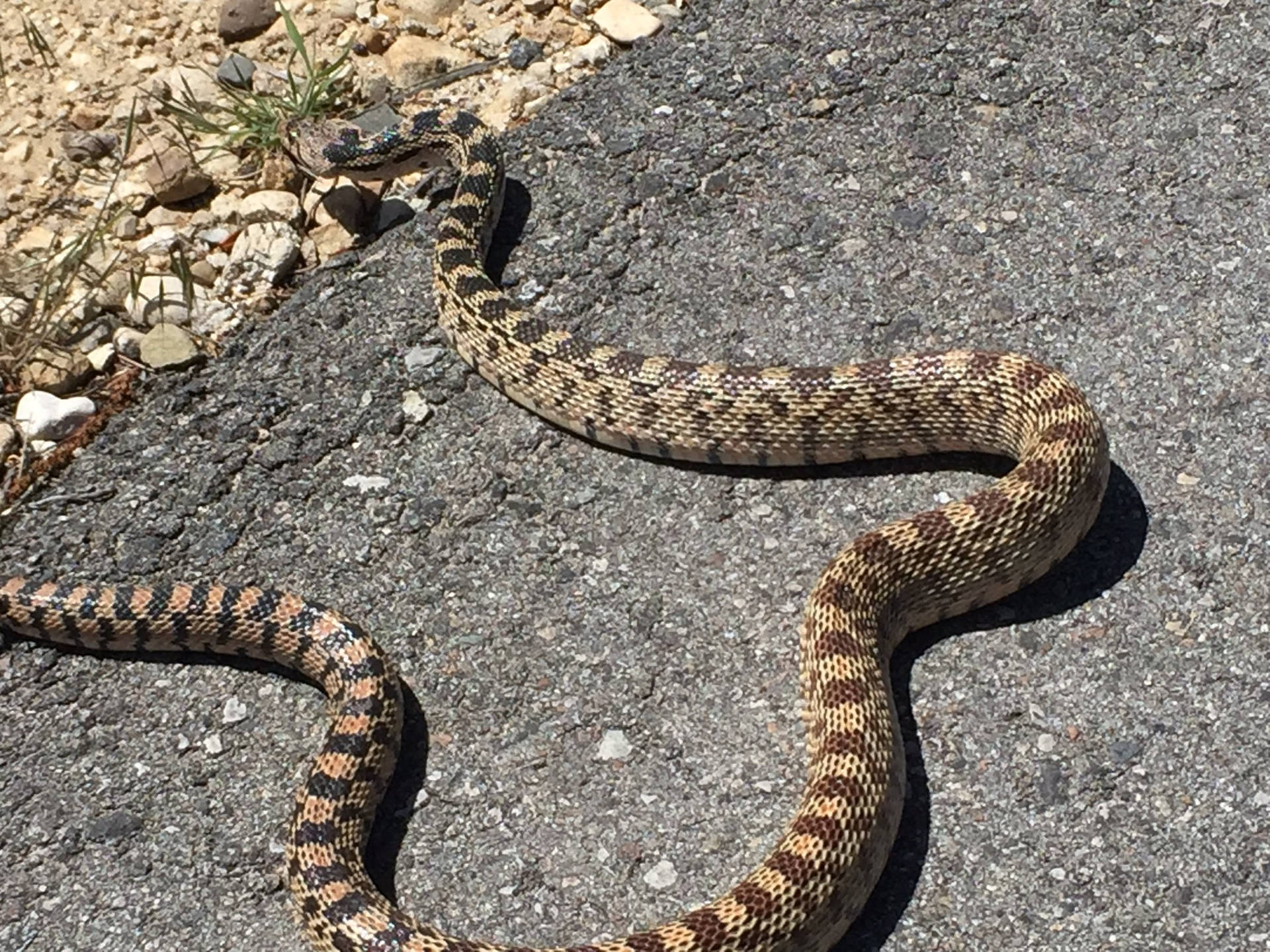 Majestic Gopher Snake Basking In The Sun