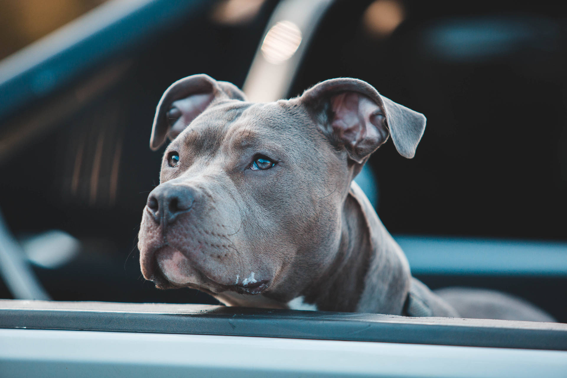 Majestic Gray American Pitbull Terrier Mix Background