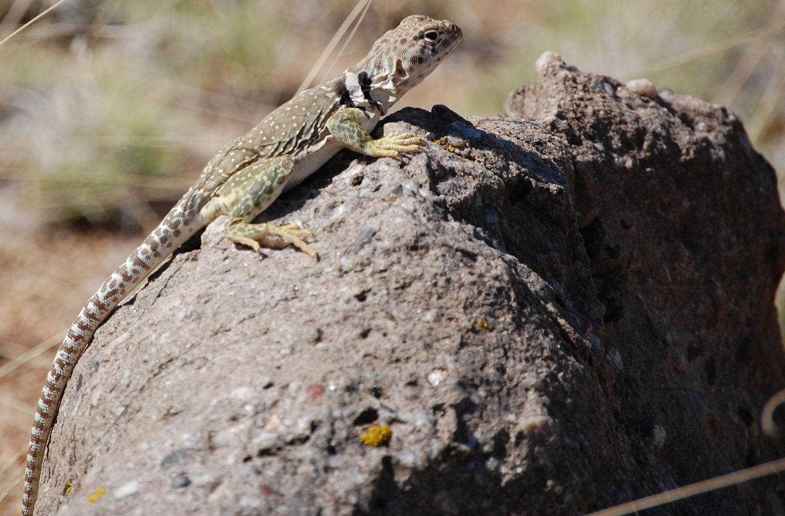 Majestic Great Basin Collared Lizard Background