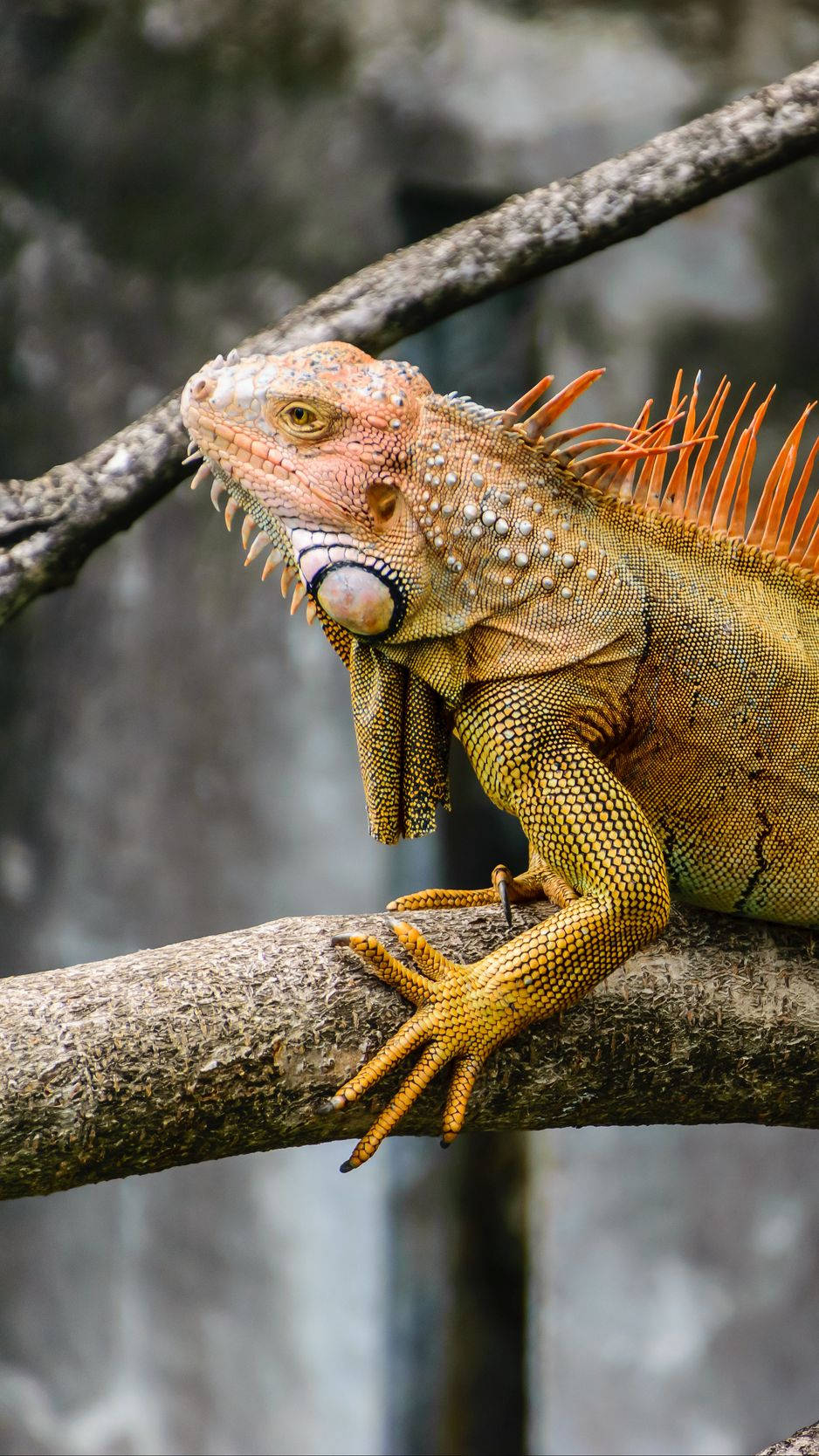 Majestic Green Iguana Perched On A Branch Background