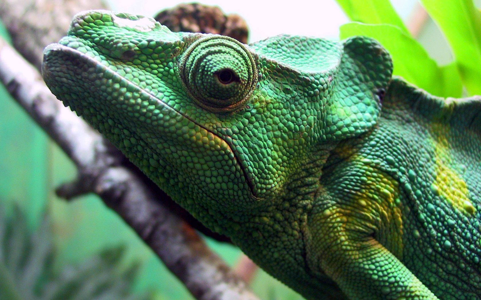 Majestic Green Iguana Perched On A Tree Branch