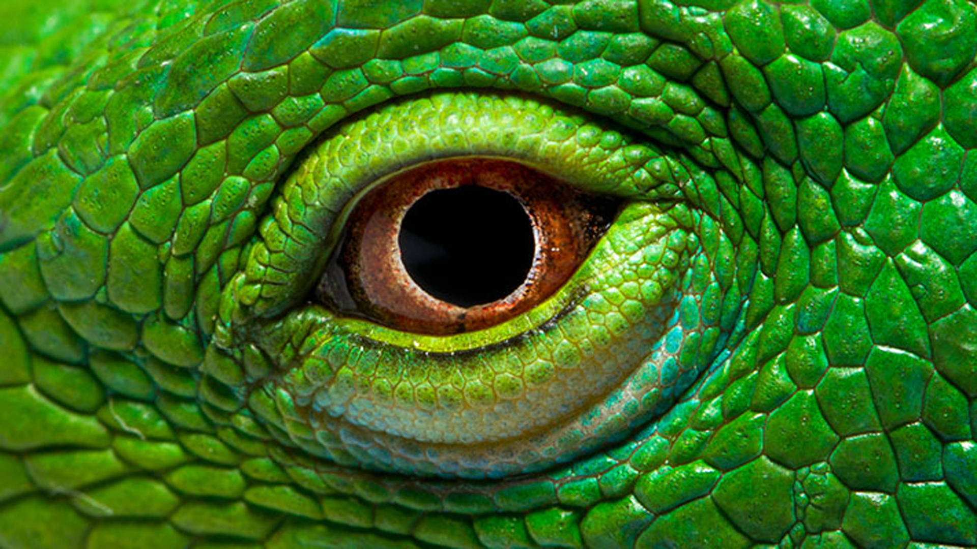 Majestic Green Iguana Showcasing Its Magnificent Eyes Background