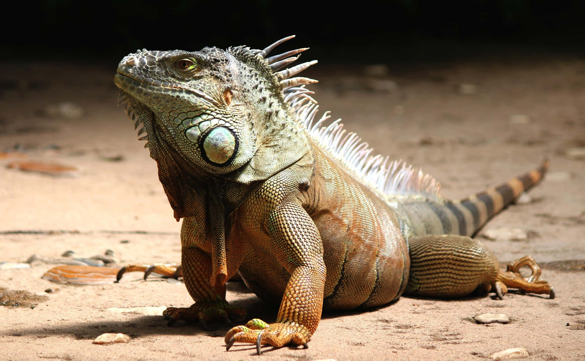 Majestic Green Iguana Sunbathing Background