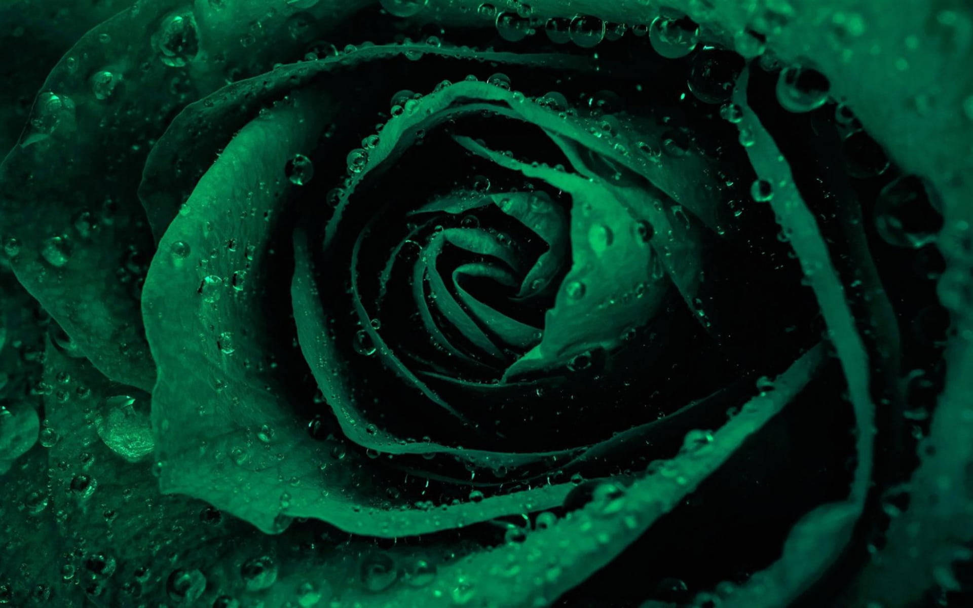 Majestic Green Rose In Full Bloom Background