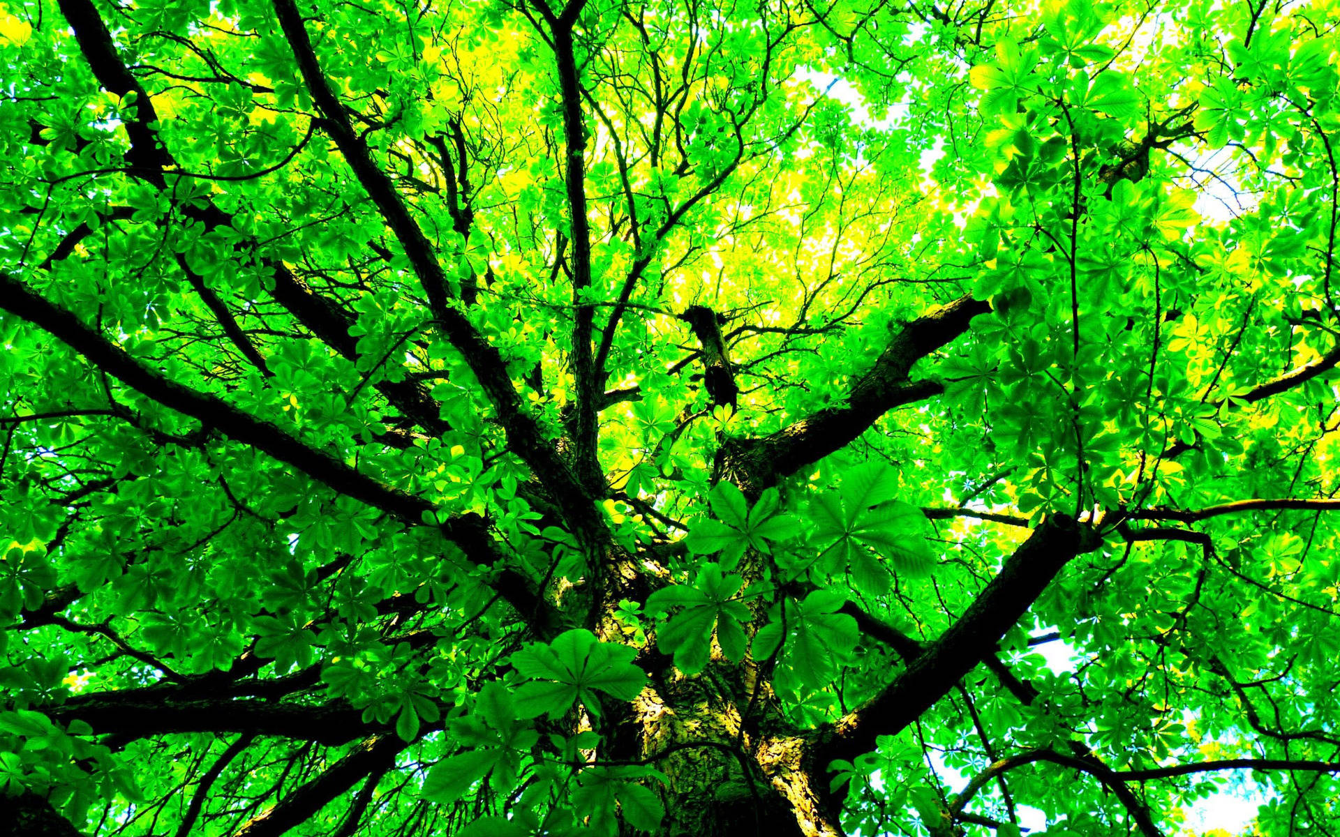 Majestic Green Tree Background