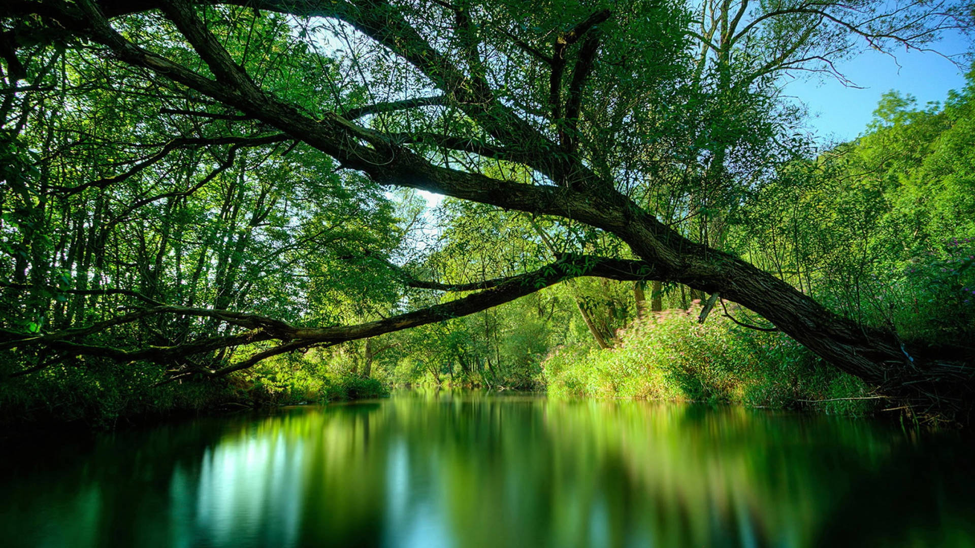 Majestic Green Waters Of Amazonas Background
