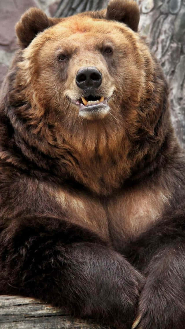 Majestic Grizzly Bear Portrait