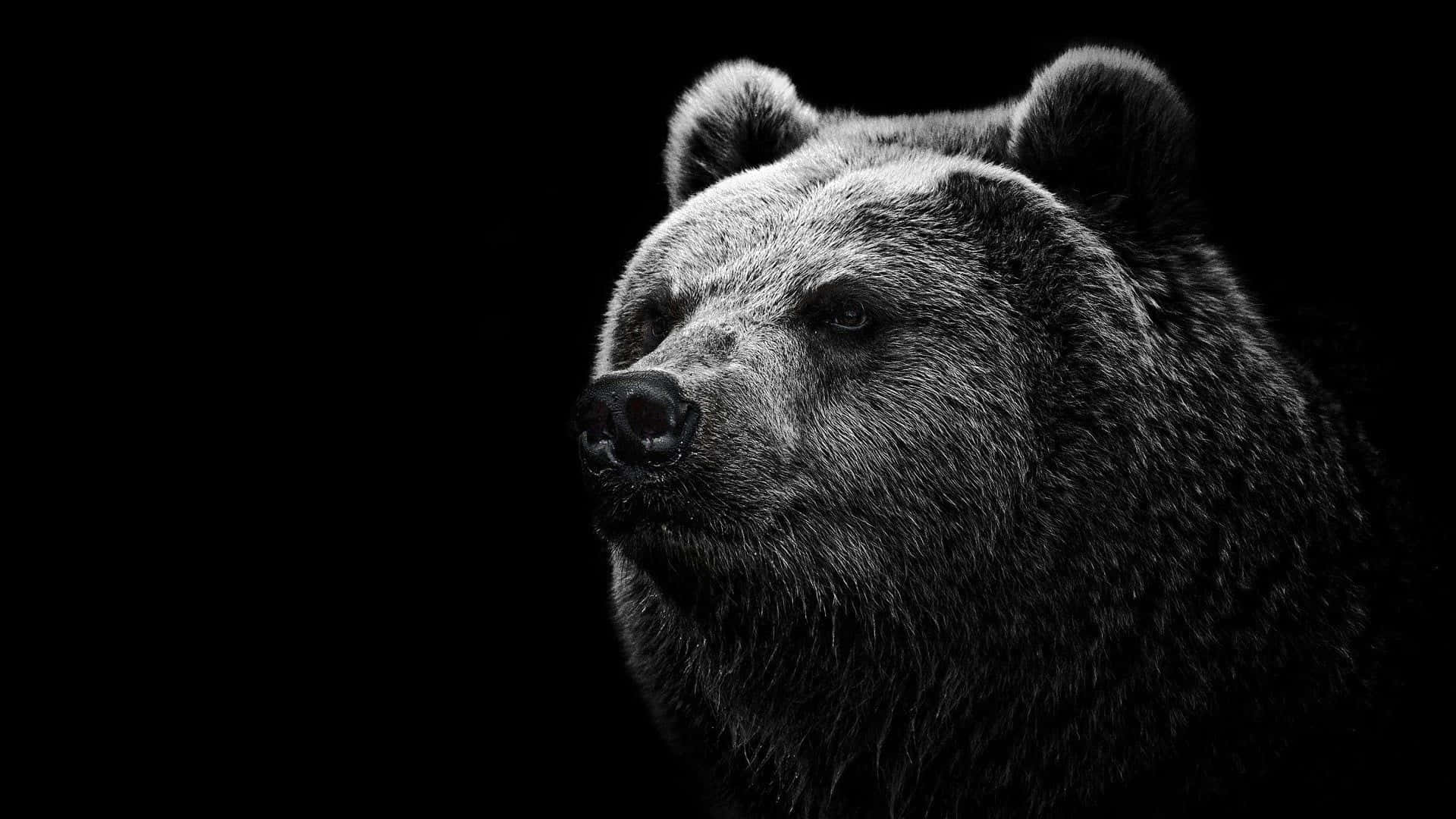 Majestic Grizzly Bear Portrait Background