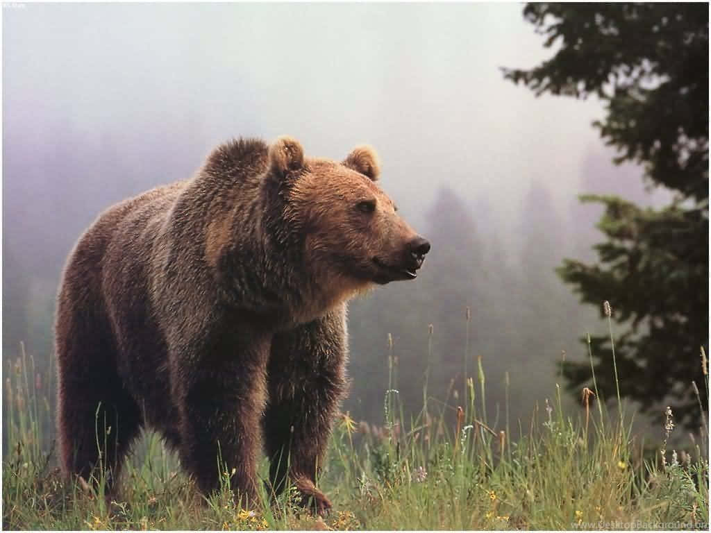 Majestic Grizzly Bearin Nature Background