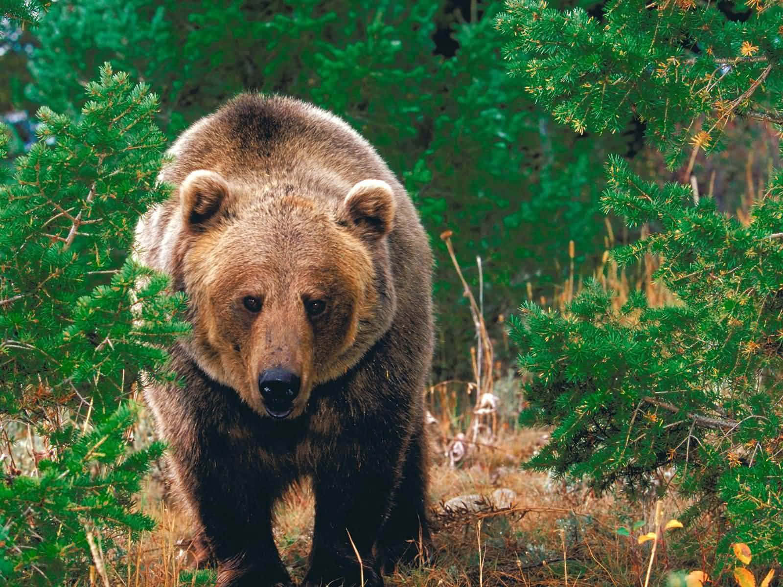 Majestic Grizzly Bearin Wilderness Background