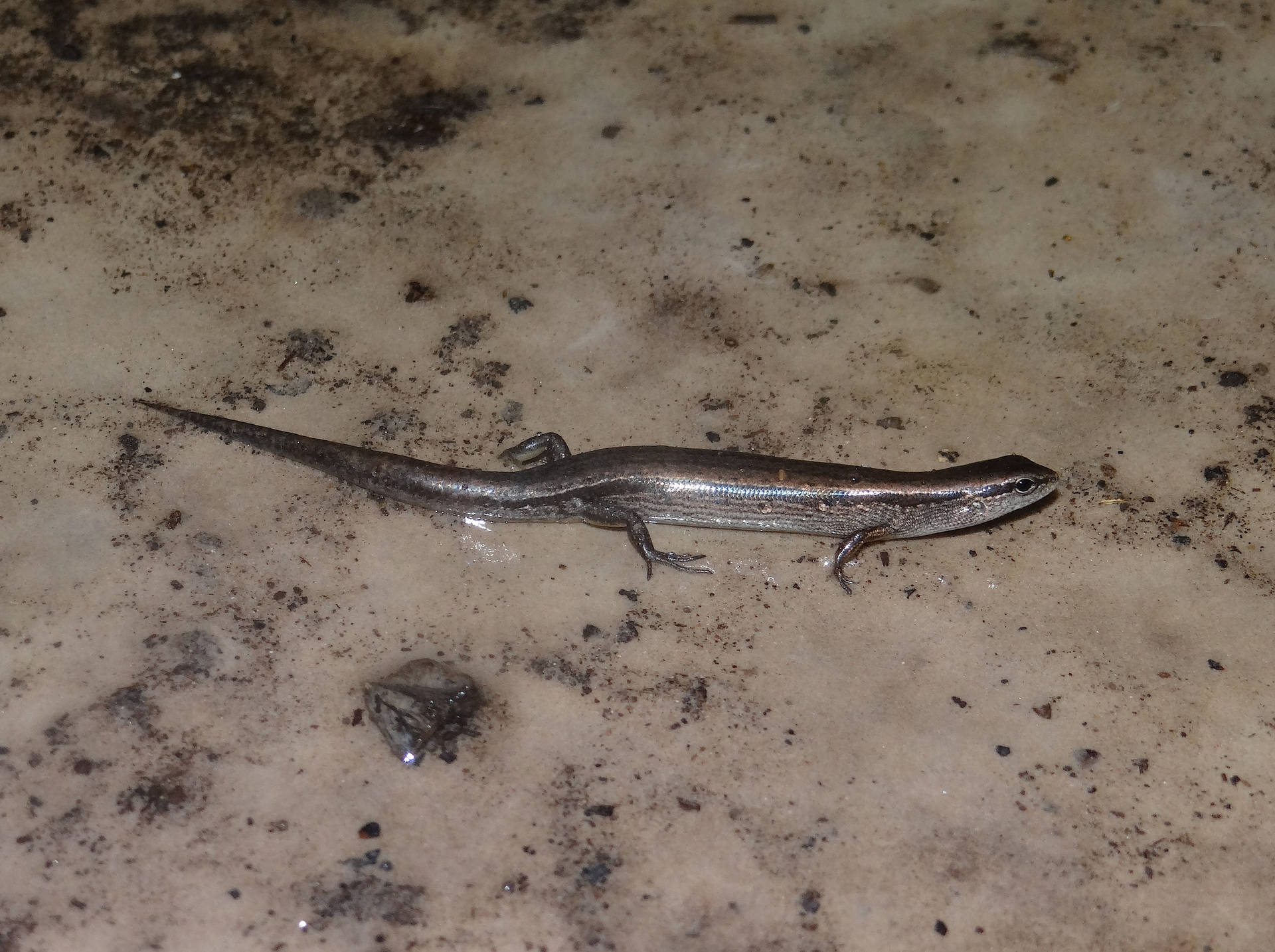 Majestic Ground Skink On Natural Habitat Background