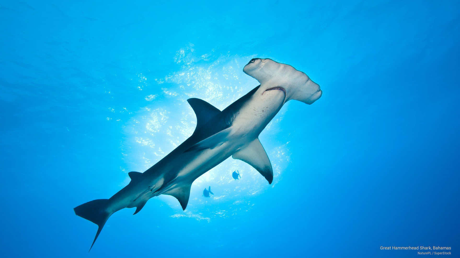 Majestic Hammerhead Shark Cruising In Ocean Background