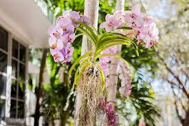 Majestic Hanging Orchid Flowers In Full Bloom. Background