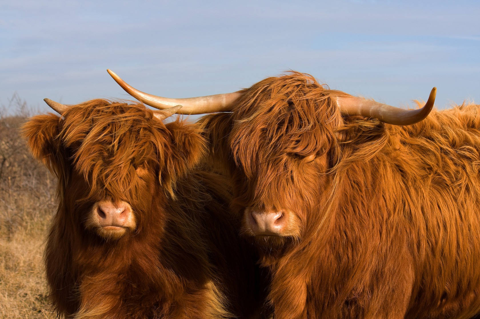 Majestic Highland Cattle Grazing In Open Field Background