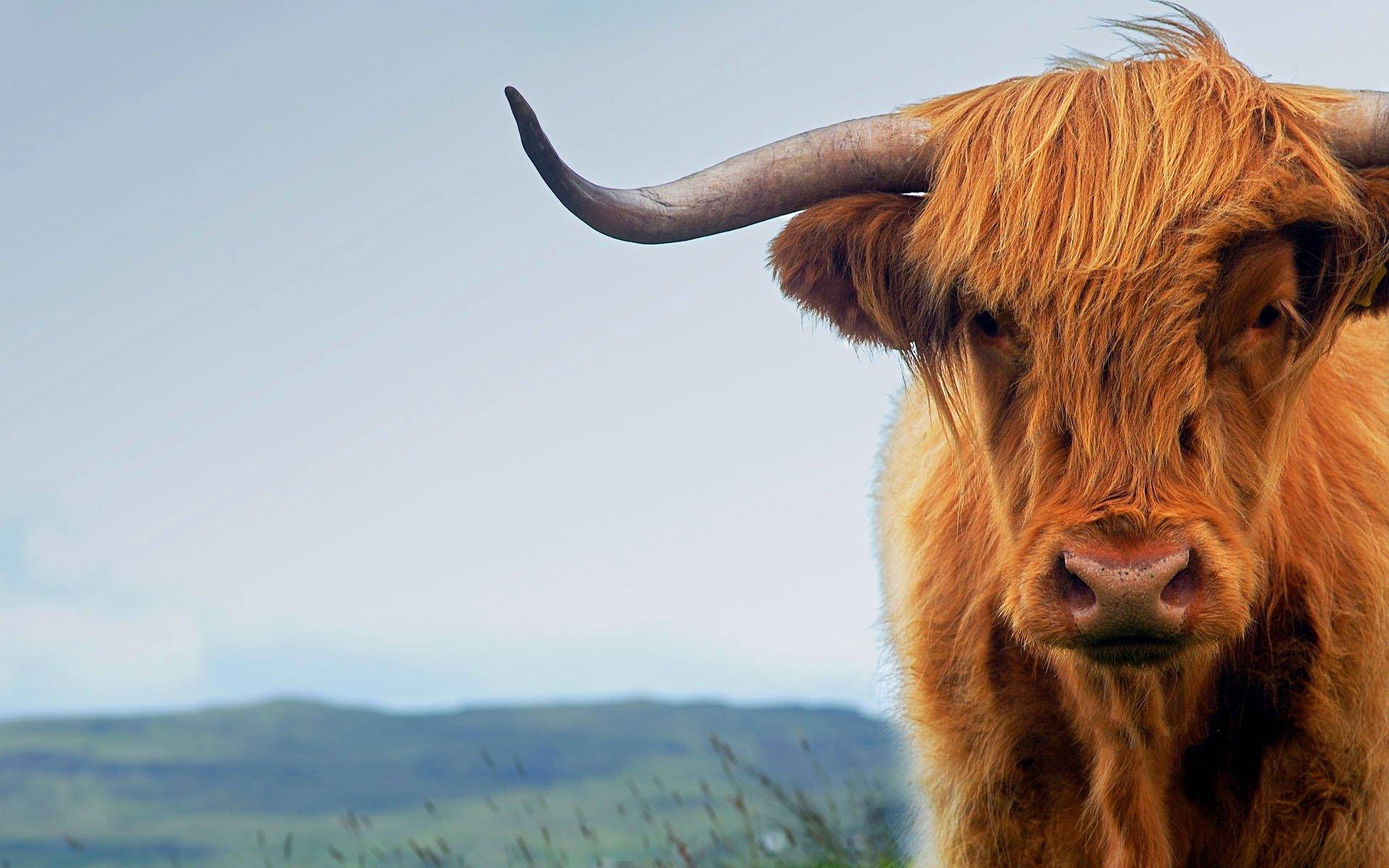 Majestic Highland Cattle In The Scottish Countryside Background