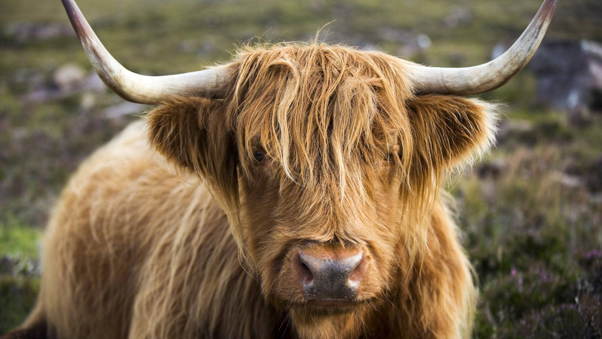 Majestic Highland Cow In The Wild Background