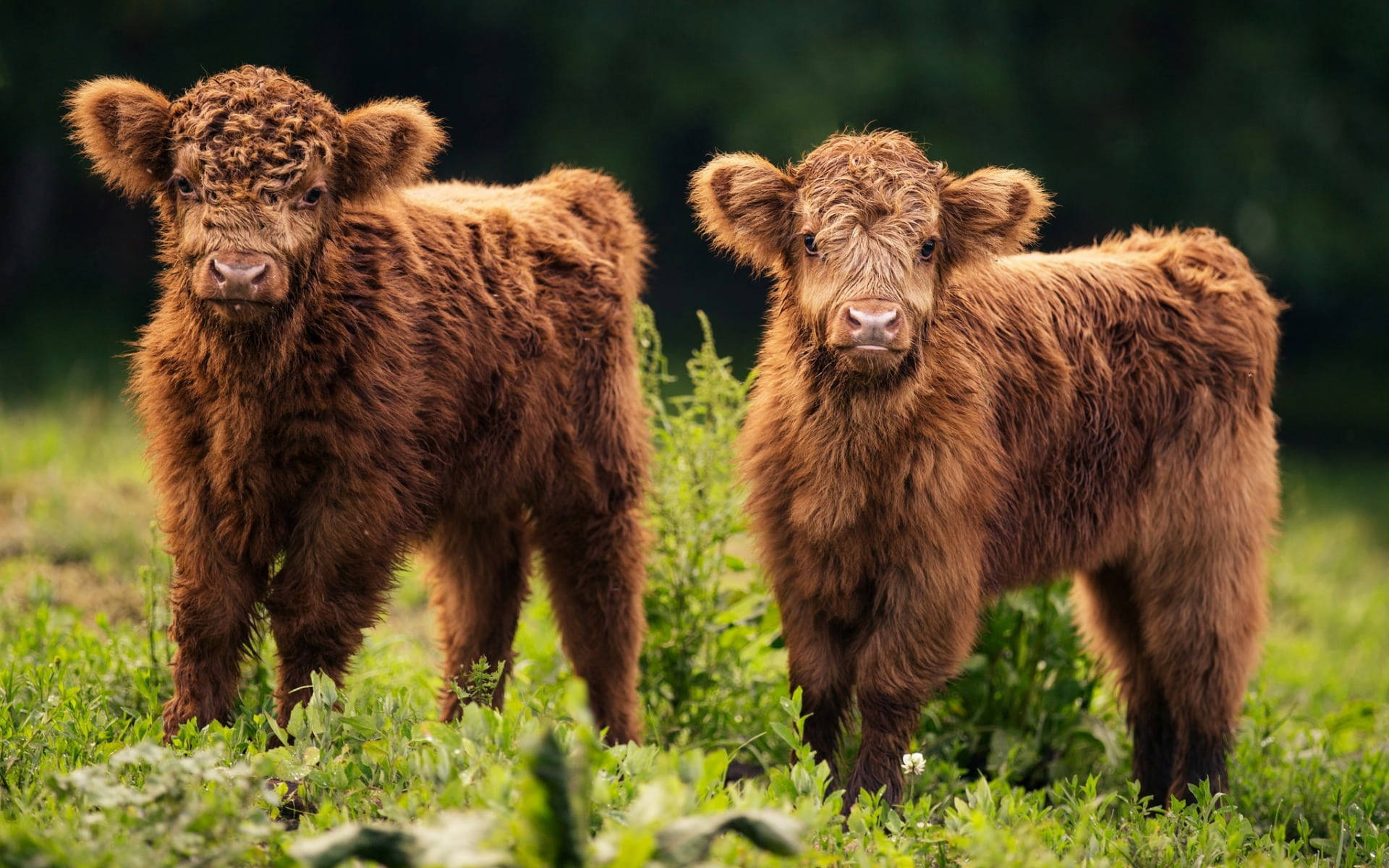 Majestic Highland Cow On Farmland Background