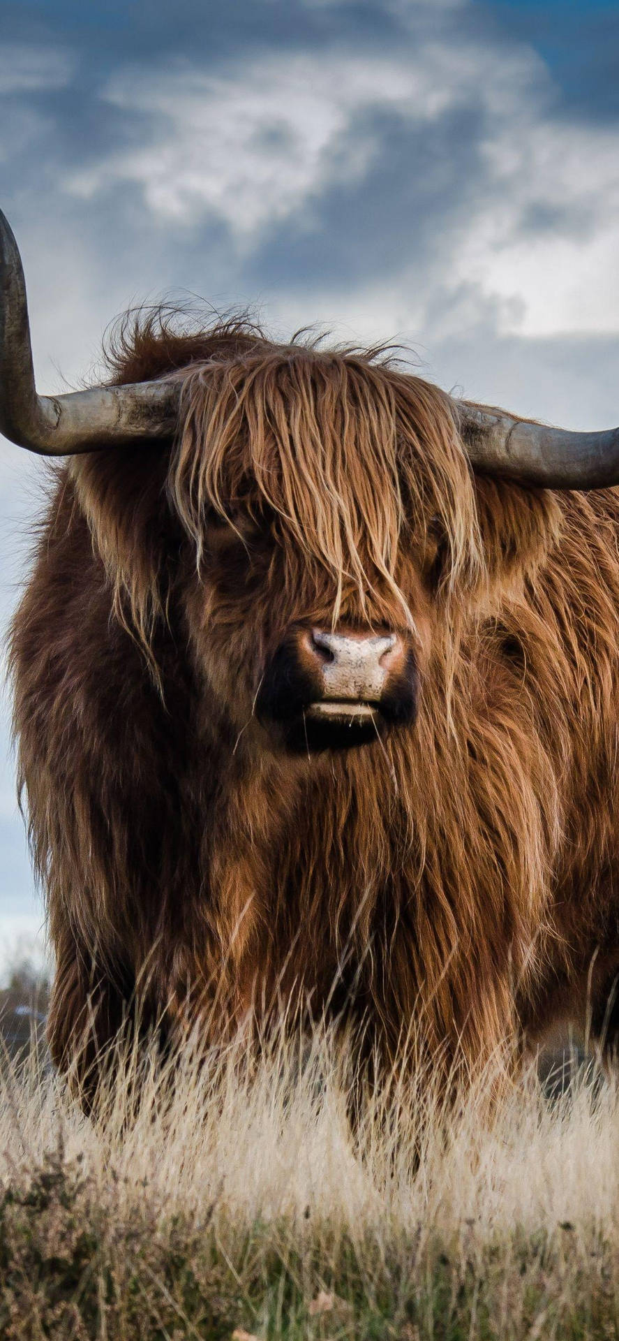 Majestic Highland Ox Background