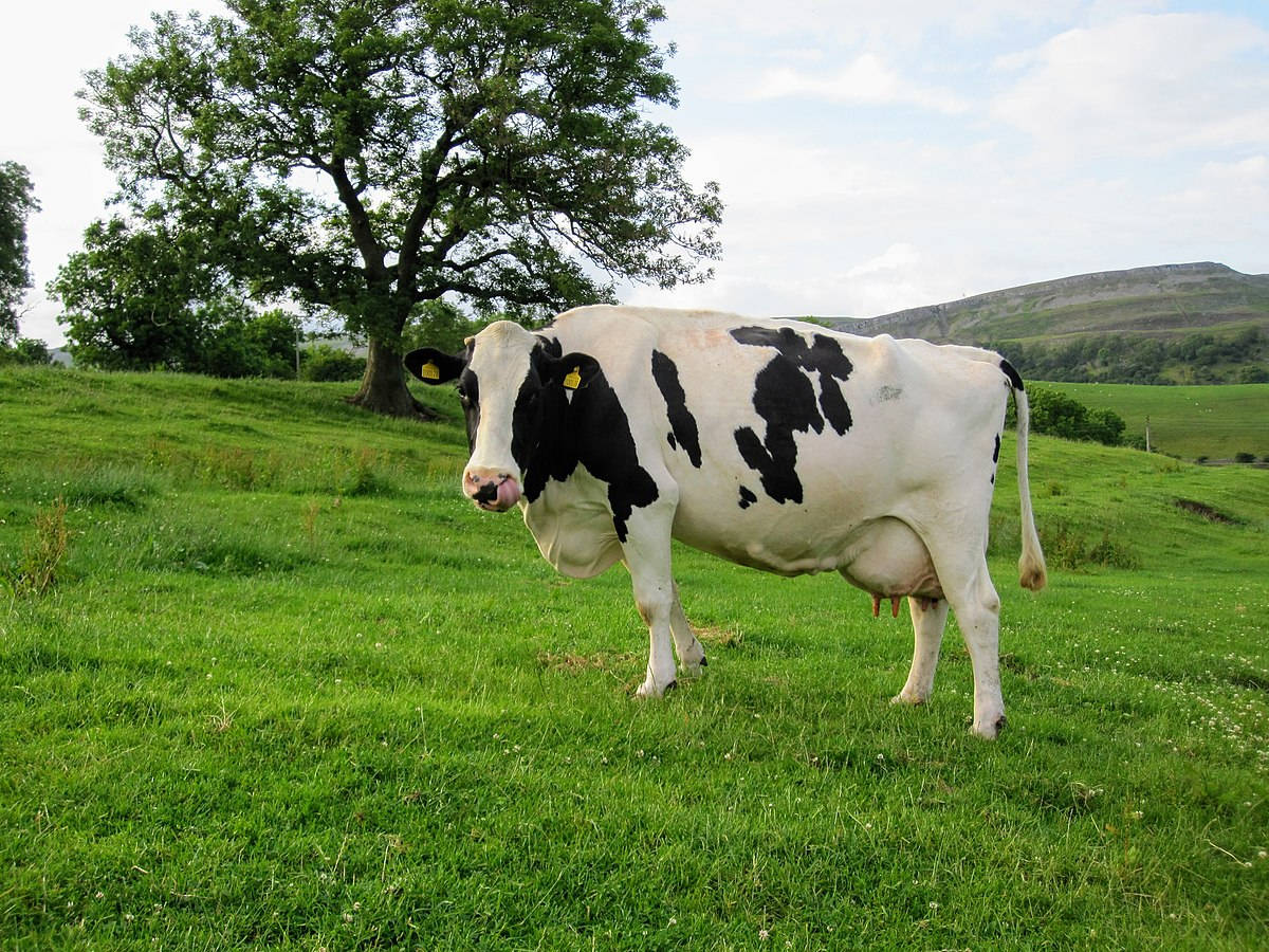 Majestic Holstein Friesian Cattle Grazing On A Lush Green Field Background