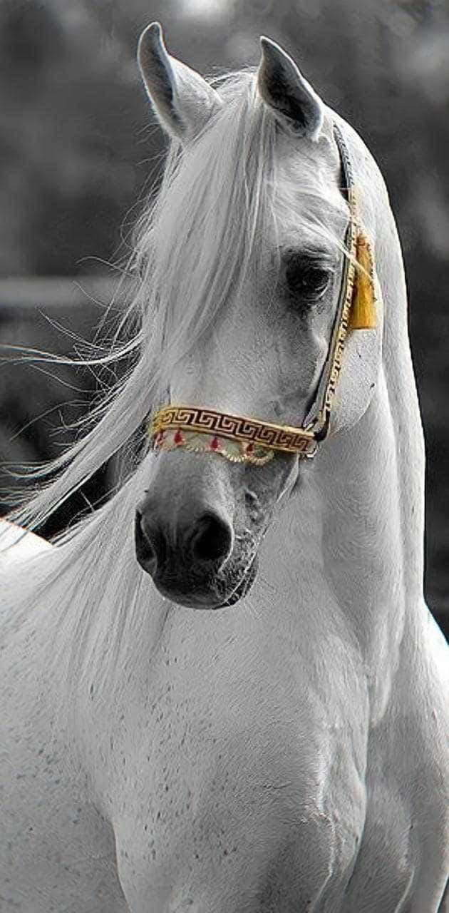 Majestic Horse For Iphone Background Background