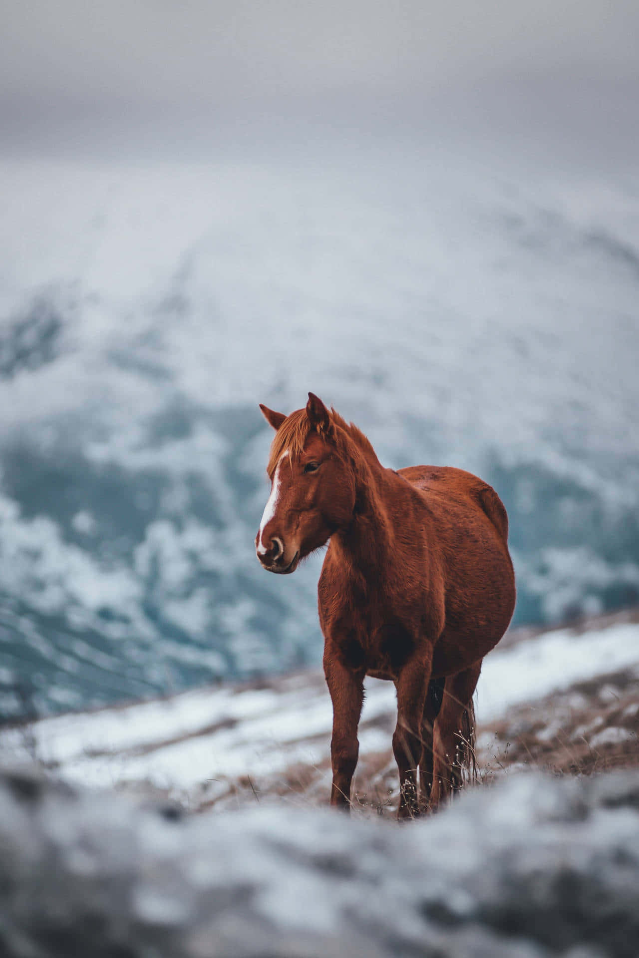 Majestic Horse In The Open Country Background