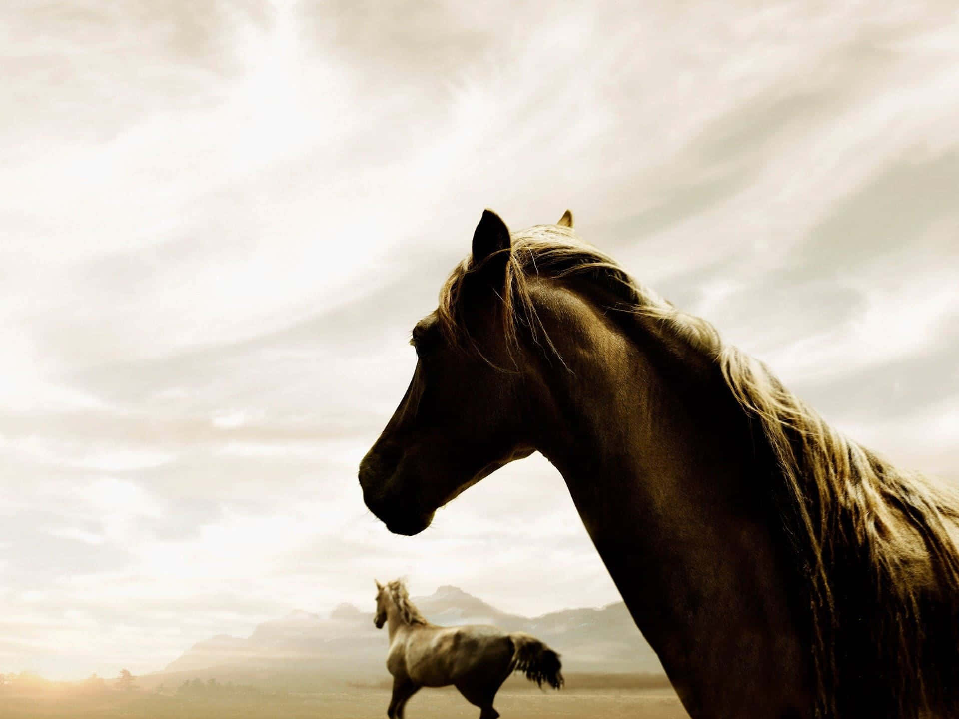 Majestic Horse Profile Silhouette Background