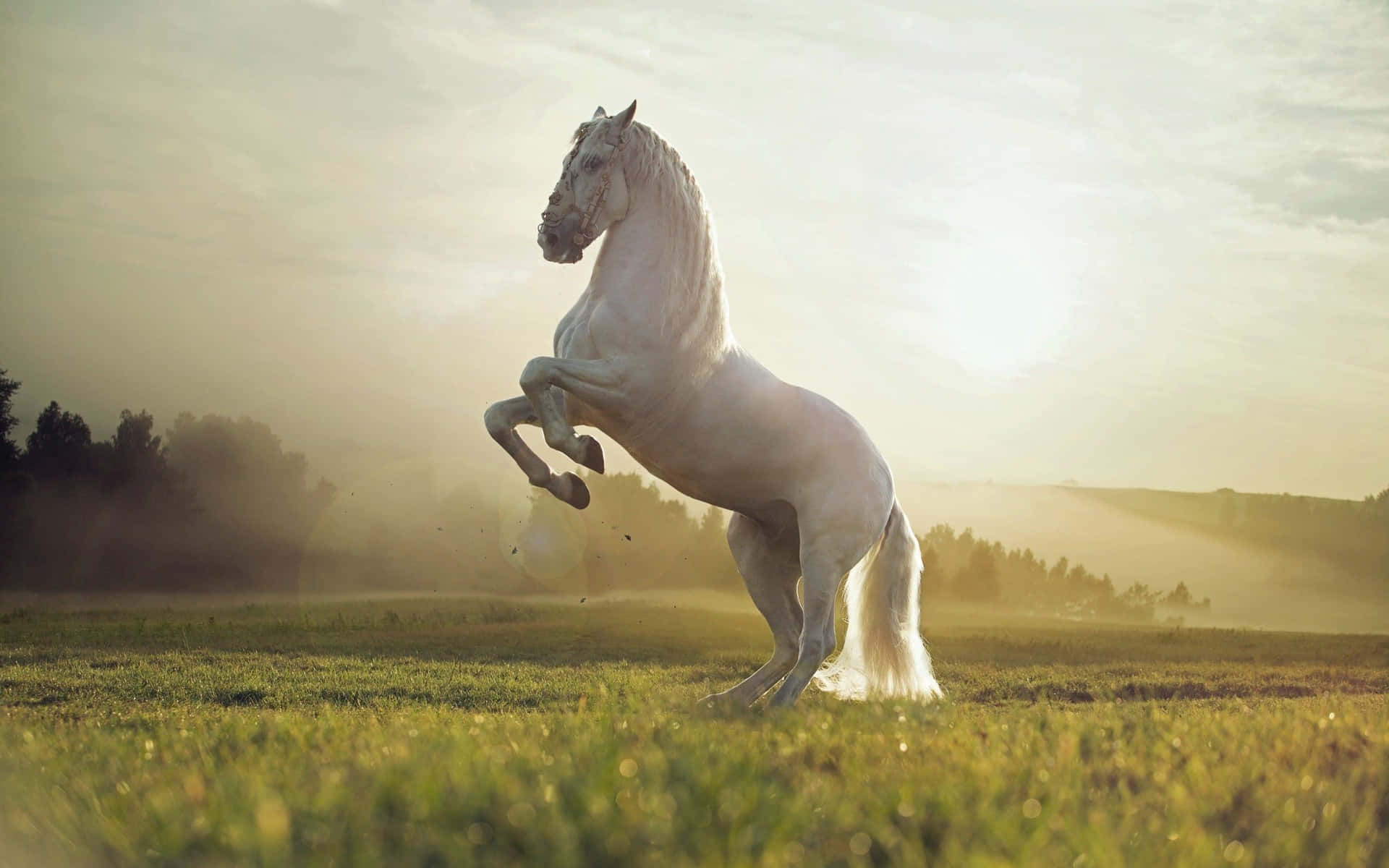 Majestic Horse Rearingin Sunset Field.jpg