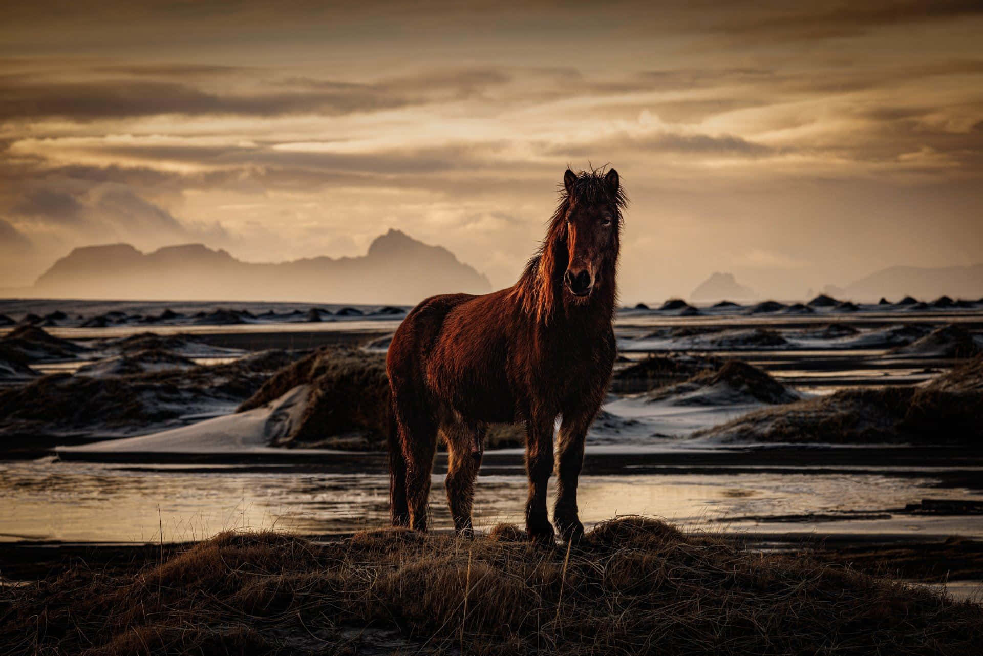 Majestic Horse Sunset Beach