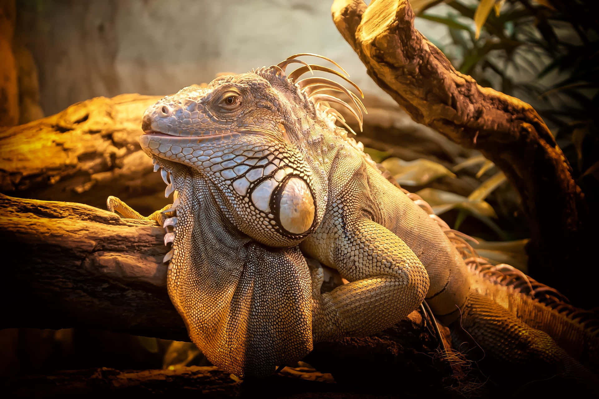 Majestic_ Iguana_ Basking.jpg