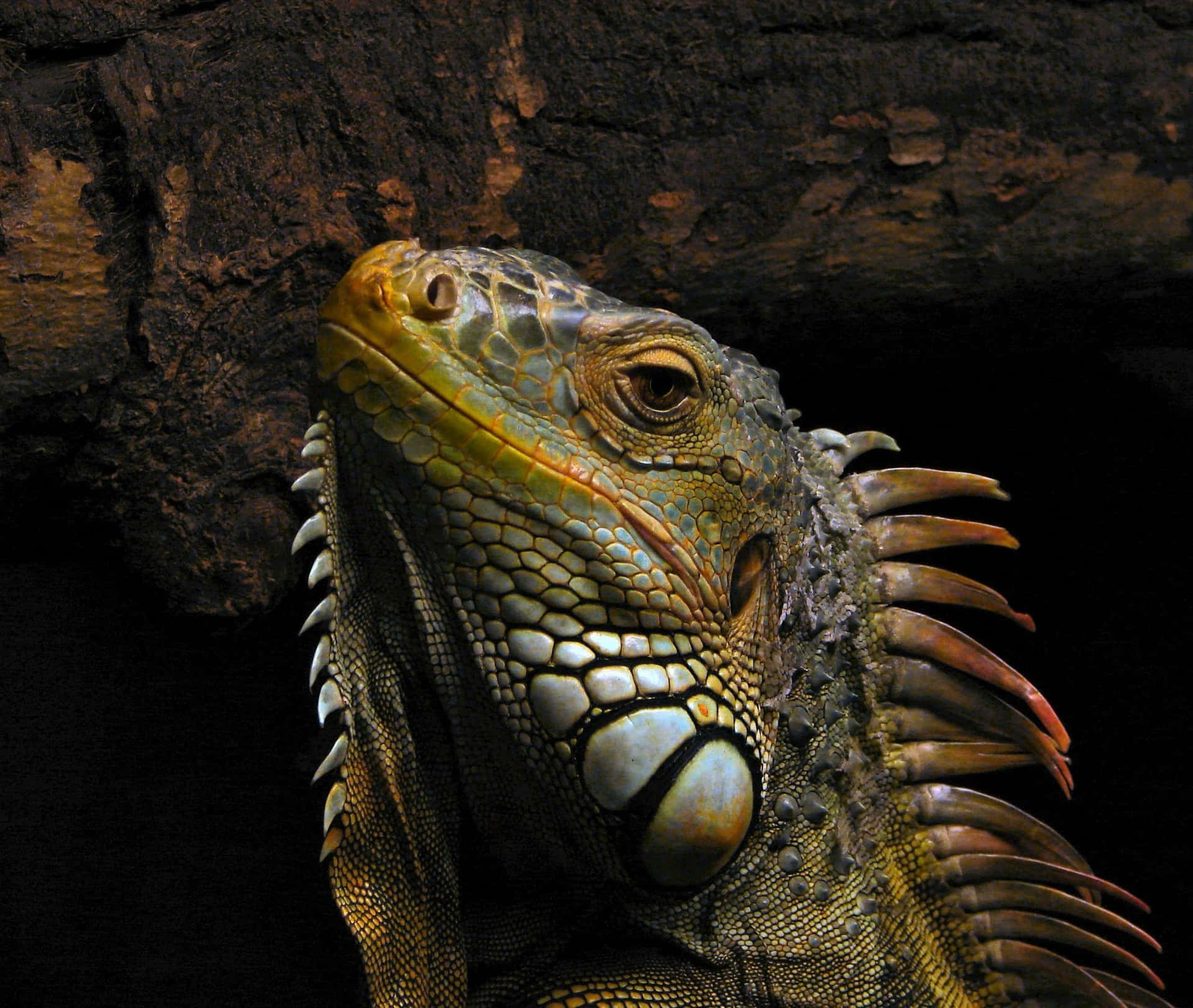 Majestic Iguana Portrait Background