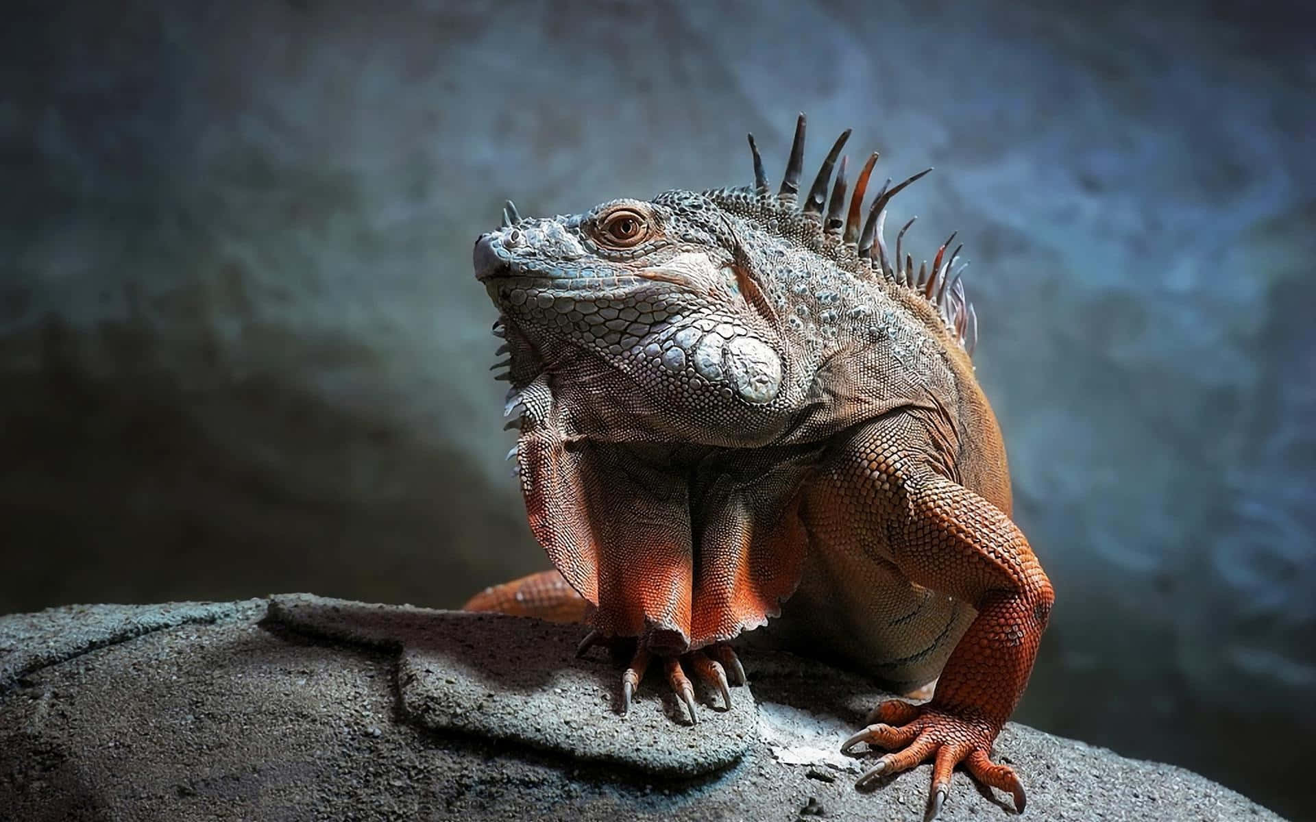 Majestic Iguana Portrait