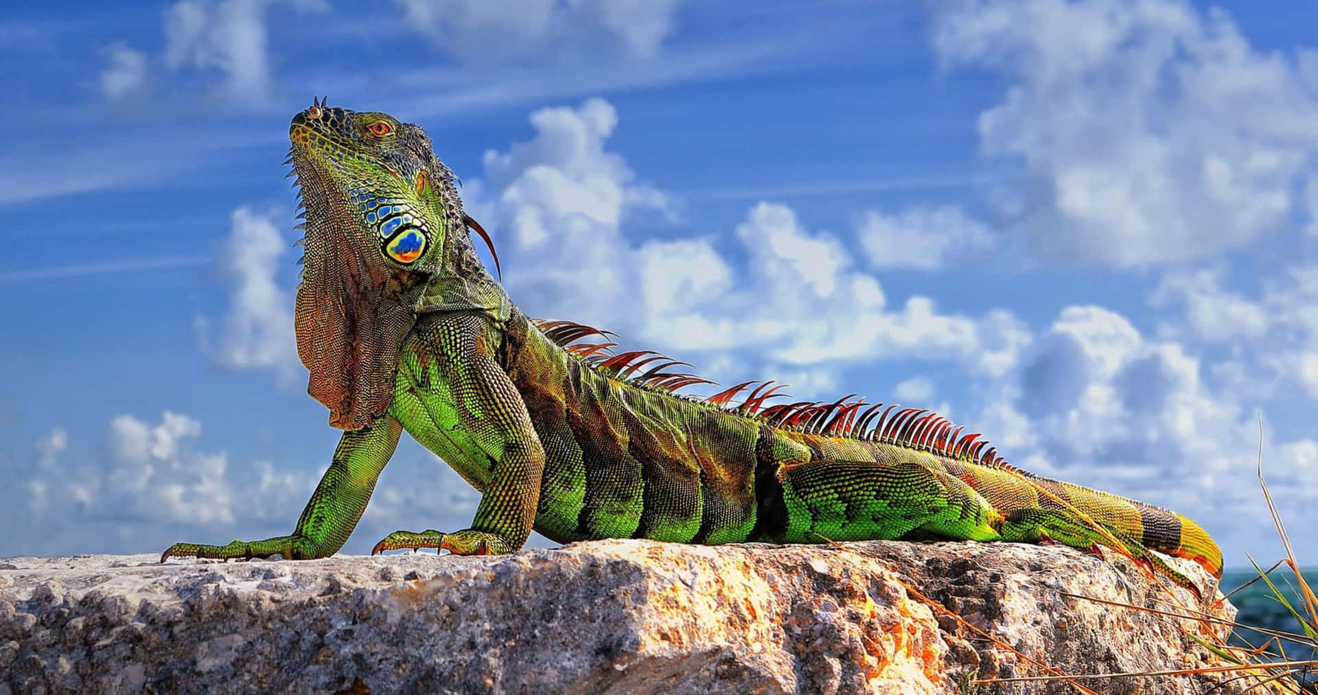 Majestic Iguana Sunbathing